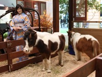 【東京モーターショー11】史上初？　会場に“馬”が出現 画像