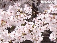 ［サピ卒母1年前］桜咲く、春爛漫はもう目の前 画像