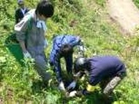 カレコ・カーシェアリング、走行距離に応じて植樹 画像