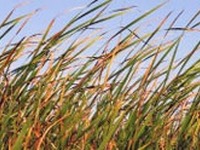 伊藤忠、第2世代のバイオエタノール製造技術を持つ会社に出資 画像