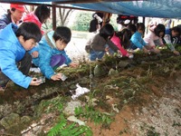 ブリヂストン、ホタル幼虫を放流  画像