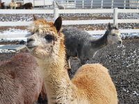 ［もふもふ］アルパカツアー、若い女性の参加者でにぎわう 画像