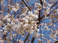 ［桜レポート］東京地方で八分咲きから満開 画像