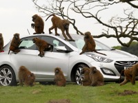 ヒュンダイの新型コンパクト、i30 …猿で耐久テスト 画像
