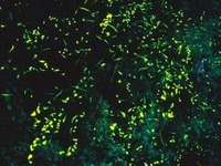 夏夜のホタル鑑賞スポット…MapFanでチェック 画像