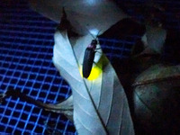 ブリヂストン、ホタルの鑑賞会を実施…自然の大切さを子ども達へ  画像