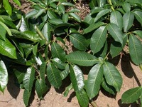 ブリヂストン、天然ゴム原料の病害診断技術を確立 画像