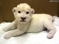 ホワイトライオンの赤ちゃんが入園…伊豆アニマルキングダム 画像