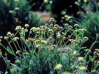 ブリヂストン、米アリゾナ州に天然ゴム資源の研究施設用地を取得  画像