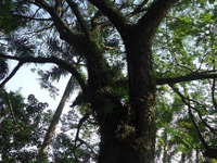 住友ゴム、海外主要製造会社全工場で環境報告書を発行 画像