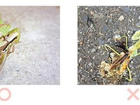 昭和シェル、環境フォトコンテスト「わたしのまちの○と×」の入賞作品決定 画像