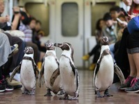 近鉄、フンボルトペンギンが鳥羽駅から乗車「ペンギン列車と志摩マリンランド『バックヤード探検』ツアー」を実施 画像