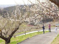 天竜浜名湖鉄道、大人の遠足第3弾「豊岡梅園」を催行…2月16日 画像