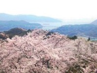瀬戸内汽船、「春のお散歩クルーズ」参加者募集 画像