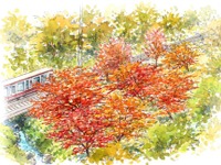 南海、高野山ケーブルカー沿線でテーマ別の植樹を実施 画像