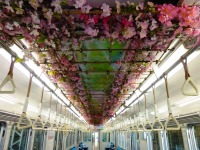 能勢電鉄、サクラの花で装飾した「のせでん春物語」運行開始 画像