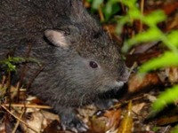 JAL、アマミノクロウサギ保護活動を支援、JCA発祥の地の自然保護 画像