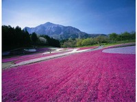 【ゴールデンウィーク】西武、秩父・羊山公園の芝桜観賞向けに臨時特急などを増発 画像