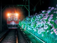 箱根登山鉄道、初夏の箱根の風物詩「夜のあじさい号」を6月28日より運行 画像