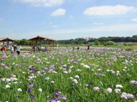 京成バス、小岩菖蒲園まつりに合わせ、「JR小岩駅～小岩菖蒲園直通バス」を6月2日より運行 画像