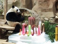 初のタイ生まれのパンダ、４歳に 画像