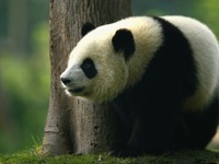 ジャイアントパンダの双子をマドリードから中国に空輸 画像