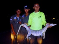 オオトカゲがニワトリがぶり　タイ北部スコータイ 画像