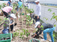 豊田合成、タイで工場の森づくり…1万3000本を植樹 画像