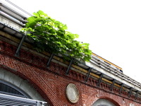 旧万世橋駅、赤レンガから生える雑草…大正期からの鉄道事情が随所に 画像