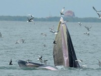 クジラの群れにジェットスキー接近　バンコク沖で 画像