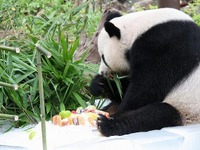 チェンマイ動物園のパパパンダ、１３歳に 画像