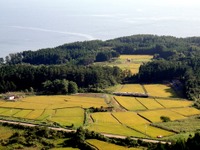 【読者だより】田園地帯を往く五能線の気動車 画像