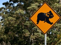 【WRC 第10戦】ラリーオーストラリアに向けてのドライバー達の抱負 画像