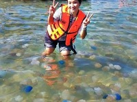 タイ東部の海岸に七色のクラゲ 画像