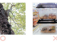 昭和シェル、環境フォトコンテスト「わたしのまちの○と×」の入賞作品決定 画像