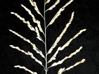 ホンダ、将来の食糧危機問題の解決に光明 画像