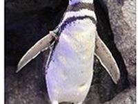 バニラエア、すみだ水族館とコラボ、「バニラのオトモダチ」プロジェクトを始動 画像