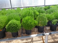 ボーイング、砂漠の植物から燃料を精製する技術をUAEと共同開発 画像