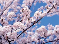 トヨタと全国のトヨペット店、ふれあいグリーンキャンペーン 画像