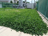 ドコモがエコも…基地局にクローバーを植える、緑化への新発想 画像