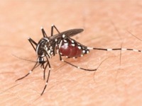 感染拡大中の「デング熱」…風説に惑わされず、正しく知って防衛 画像