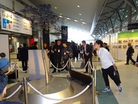 お帰りなさい「希望の一本松」…1年ぶり東京ビッグサイトに 画像
