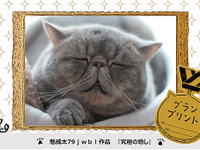 “ブサかわ猫”の一団が山手線をジャック…スマフォトレイン、11月18日-12月2日運行 画像