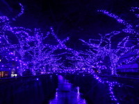 目黒川が「青の洞窟」に… イルミネーションで冬も盛り上げる 画像