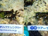 オリックス自動車など、レンタカー利用料金の一部をサンゴの保全活動へ寄付 画像