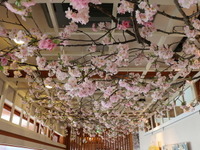 うわっ…桜の開花、早すぎ？　スタバ上野公園店が粋なイベント 画像