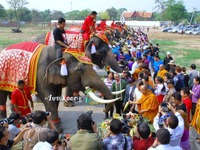 タイで「ゾウの日」祝う 画像