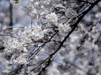 桜の開花、東京は3月26日、大阪は3月24日に 画像
