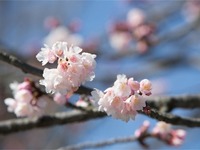 全国で最初の桜が開花…鹿児島気象台発表 画像