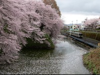 JR東日本、山形~北山形間で「桜徐行」実施…4月11~23日 画像